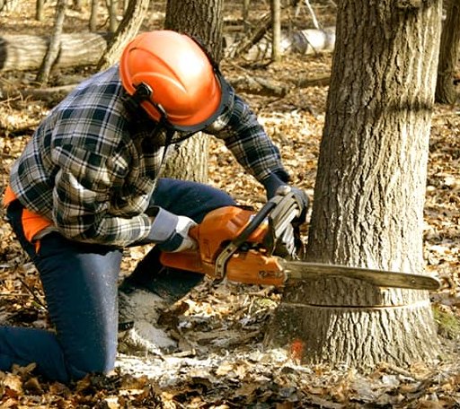 Tree Removal in Montpelier, IN